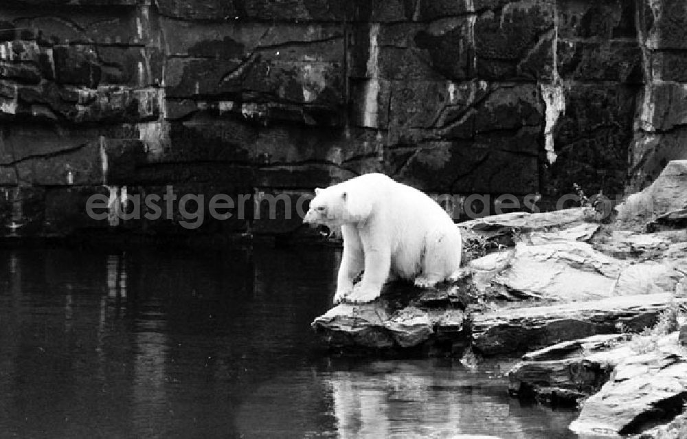 GDR photo archive: Berlin - Friedrichsfelde - 05.