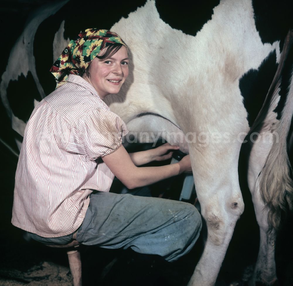 GDR photo archive: Mühlenbecker Land - A young woman milking a cow in a farm of an agricultural production cooperative on Dorfstrasse in the district of Schoenfliess in Muehlenbecker Land, Brandenburg in the territory of the former GDR, German Democratic Republic