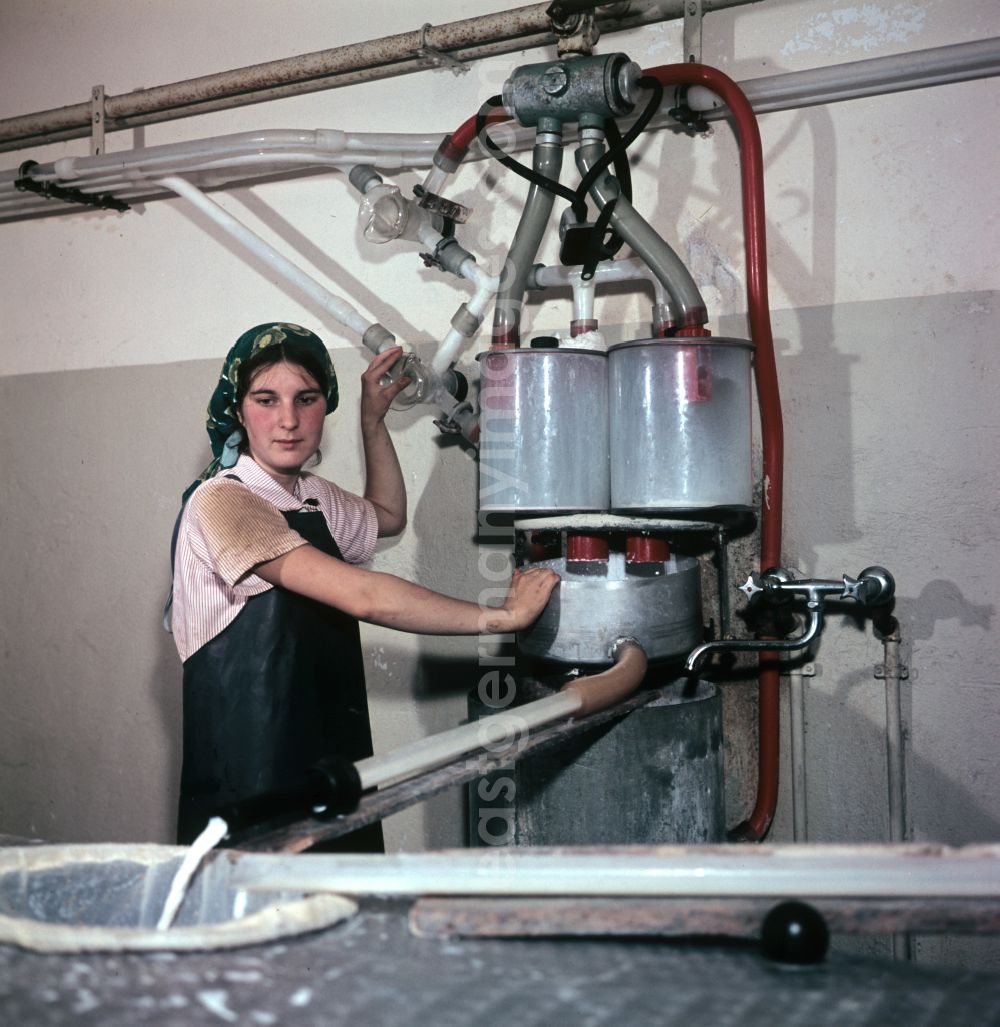 Mühlenbecker Land: A young woman at a machine for milk production in a farm of an agricultural production cooperative on Dorfstrasse in the district of Schoenfliess in Muehlenbecker Land, Brandenburg in the territory of the former GDR, German Democratic Republic