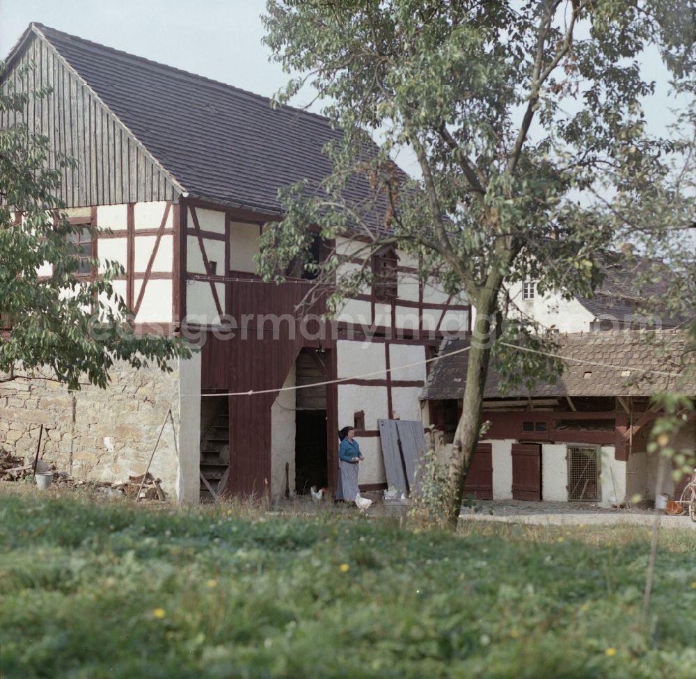 GDR picture archive: Räckelwitz - Agricultural work in a farm and farm with half-timbered house on street Hauptstrasse in Raeckelwitz, Saxony on the territory of the former GDR, German Democratic Republic