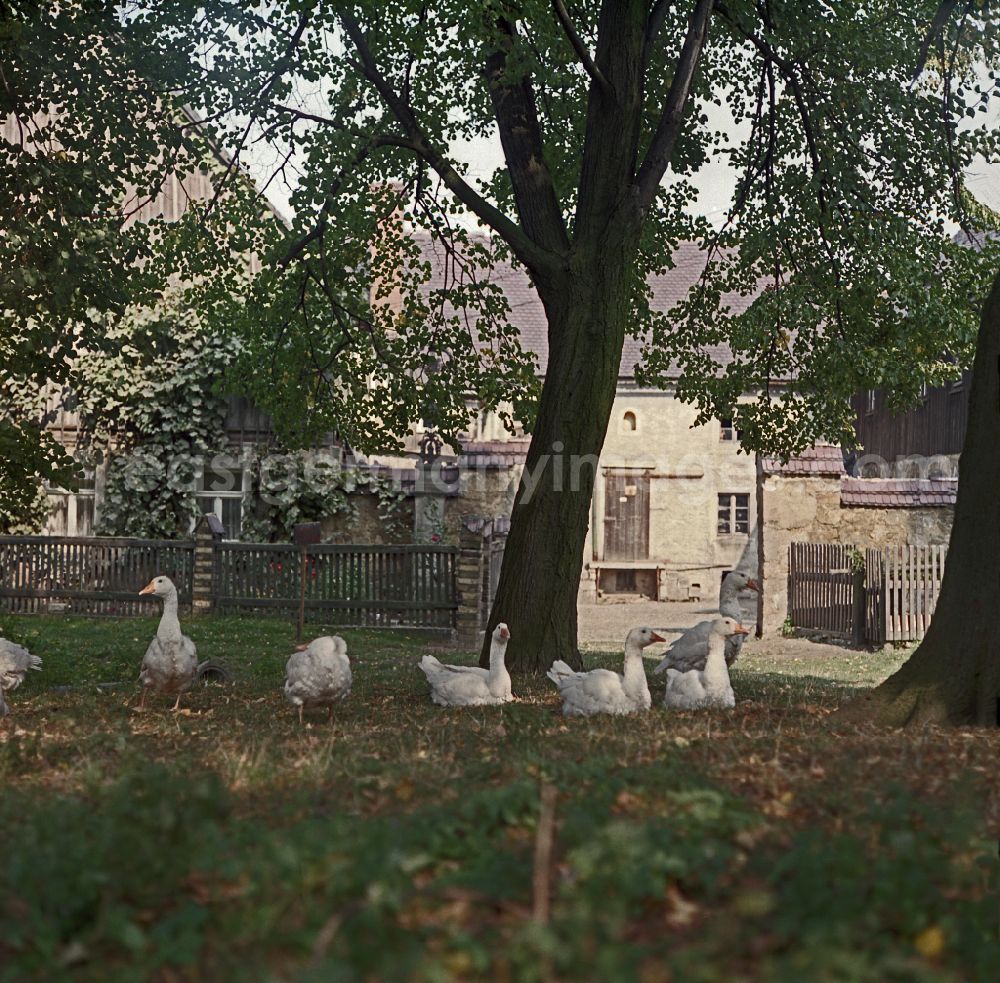 GDR image archive: Räckelwitz - Agricultural work on a farm and agricultural enterprise with free-range geese on the main street in Raeckelwitz, Saxony in the territory of the former GDR, German Democratic Republic