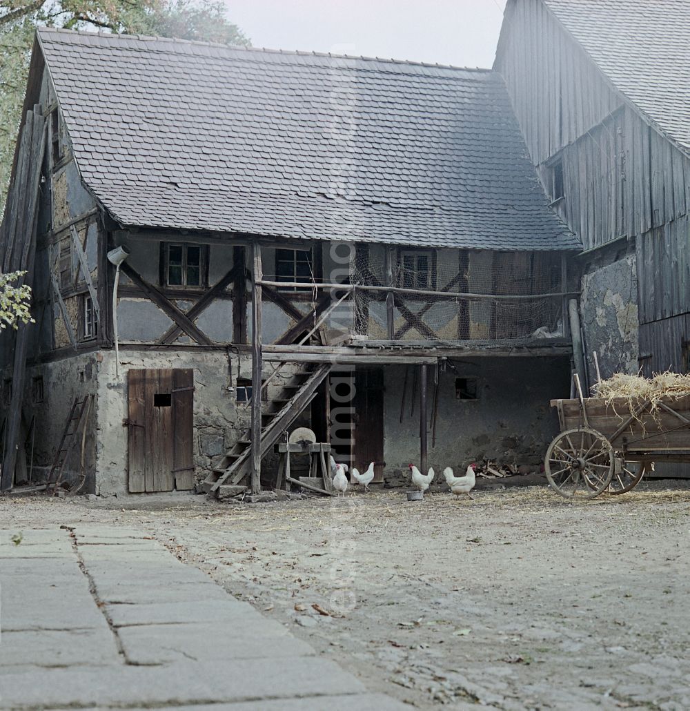 GDR image archive: Räckelwitz - Agricultural work in a farm and farm with chickens - free-range on street Hauptstrasse in Raeckelwitz, Saxony on the territory of the former GDR, German Democratic Republic