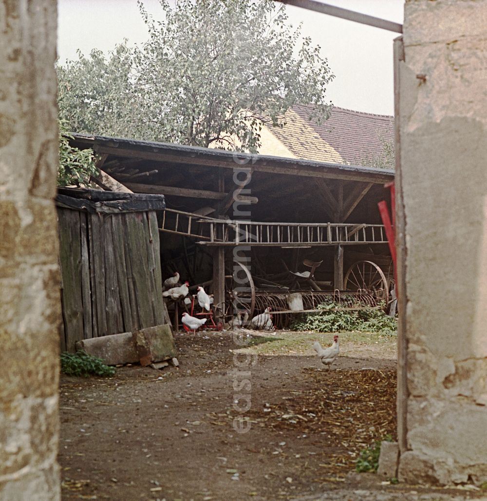 GDR photo archive: Räckelwitz - Agricultural work in a farm and farm with chickens - free-range on street Hauptstrasse in Raeckelwitz, Saxony on the territory of the former GDR, German Democratic Republic