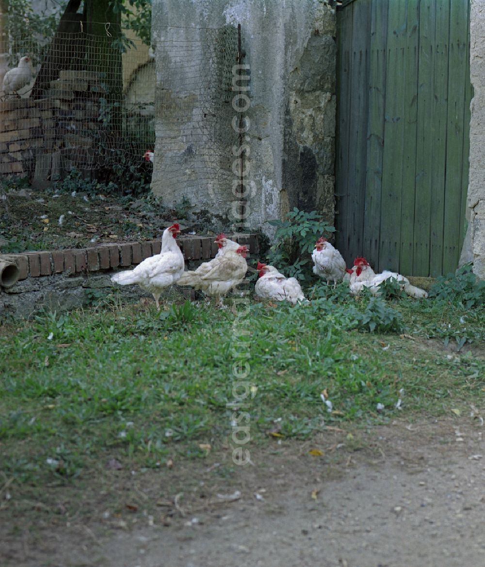 GDR picture archive: Räckelwitz - Agricultural work in a farm and farm with chickens - free-range on street Hauptstrasse in Raeckelwitz, Saxony on the territory of the former GDR, German Democratic Republic