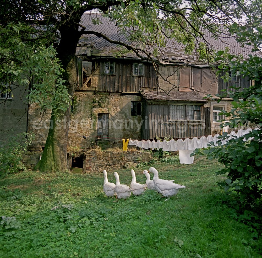 Räckelwitz: Agricultural work in a farm and farm with chickens - free-range on street Hauptstrasse in Raeckelwitz, Saxony on the territory of the former GDR, German Democratic Republic