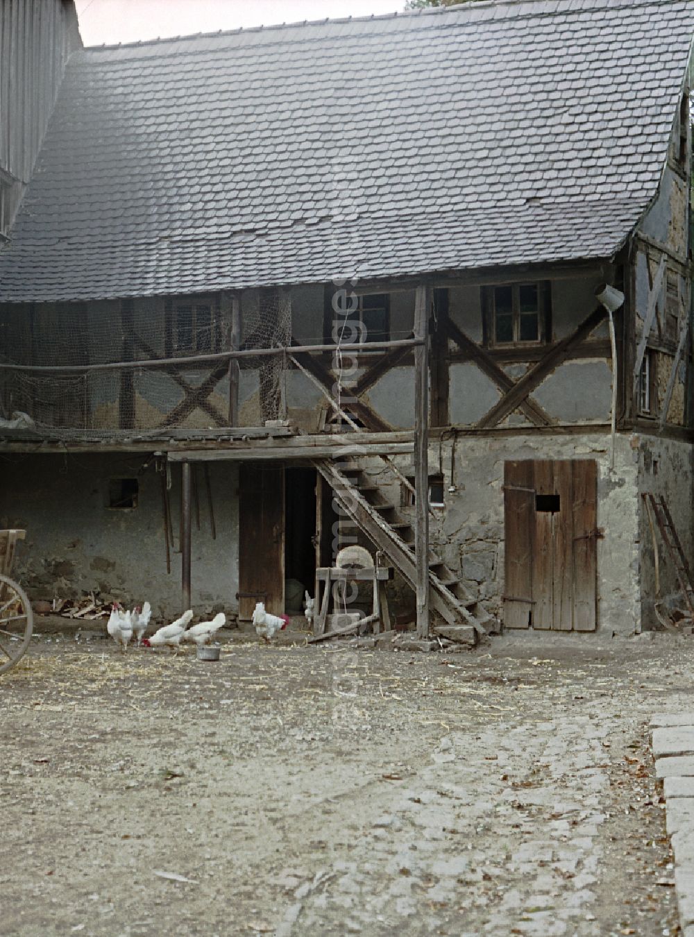 GDR photo archive: Räckelwitz - Agricultural work in a farm and farm with chickens - free-range on street Hauptstrasse in Raeckelwitz, Saxony on the territory of the former GDR, German Democratic Republic