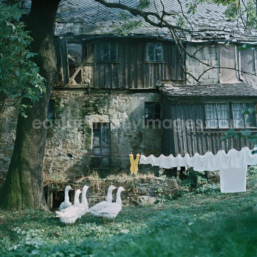 GDR photo archive: Räckelwitz - Agricultural work in a farm and farm with a wandering flock of geese in Raeckelwitz, Saxony on the territory of the former GDR, German Democratic Republic