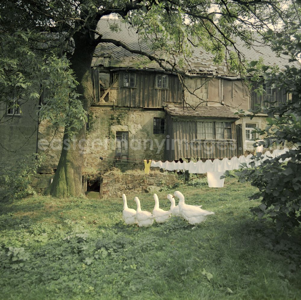 GDR picture archive: Räckelwitz - Agricultural work in a farm and farm with a wandering flock of geese in Raeckelwitz, Saxony on the territory of the former GDR, German Democratic Republic