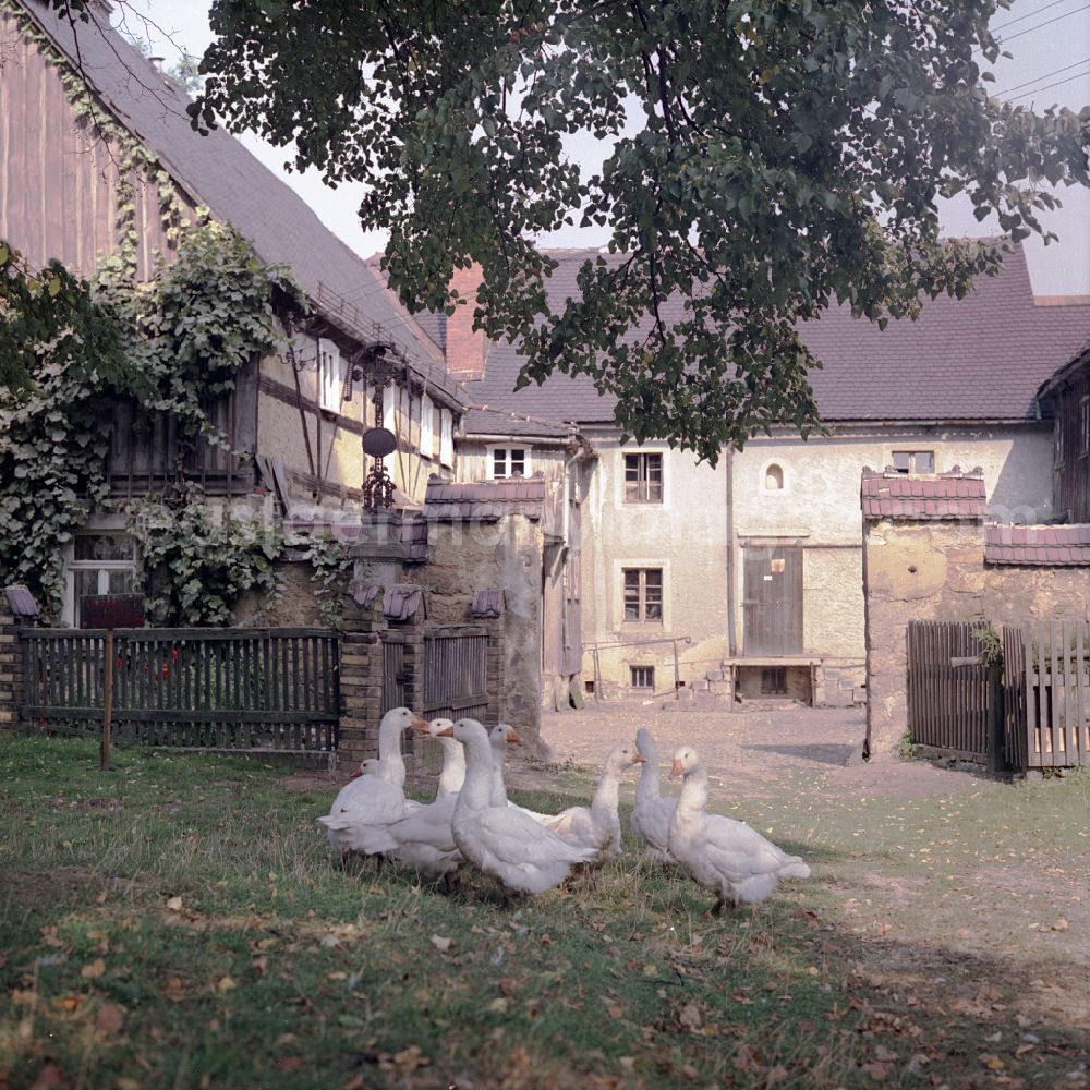 Räckelwitz: Agricultural work in a farm and farm with a wandering flock of geese in Raeckelwitz, Saxony on the territory of the former GDR, German Democratic Republic