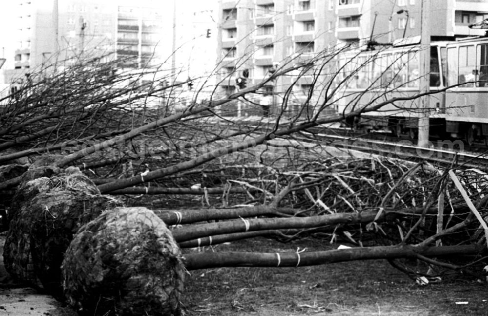 GDR picture archive: Berlin - Berlin Baumpflanzungen, Otto-Winzer-Str. 09.