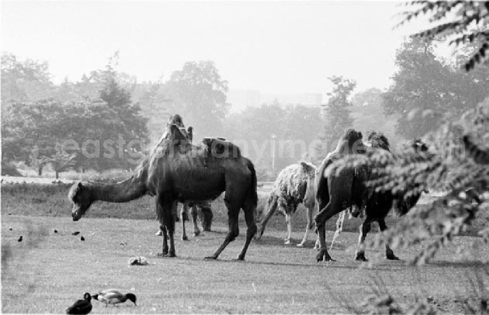 GDR photo archive: Berlin - 14.