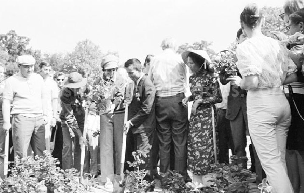 Berlin - Treptow: 30.07.1973 Berlin - Rosenpflanzen im Treptower Park 1