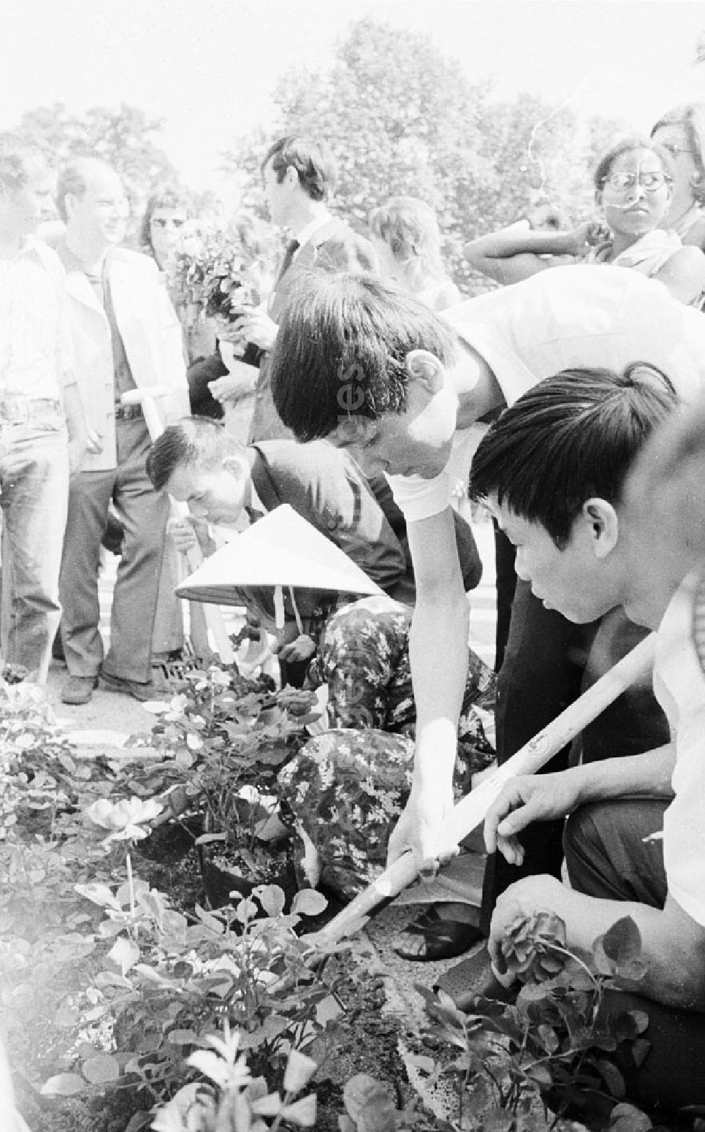 GDR picture archive: Berlin - Treptow - 30.07.1973 Berlin - Rosenpflanzen im Treptower Park 1