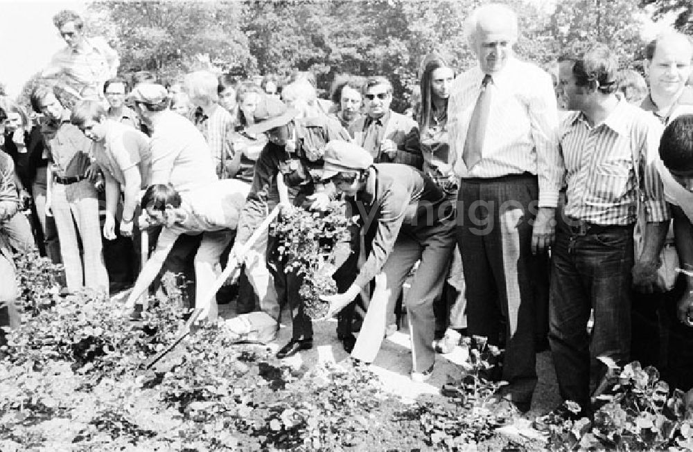 Berlin - Treptow: 30.07.1973 Berlin - Rosenpflanzen im Treptower Park 1