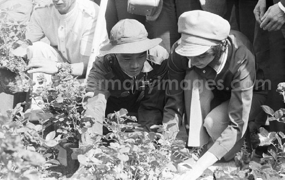 GDR image archive: Berlin - Treptow - 30.07.1973 Berlin - Rosenpflanzen im Treptower Park 1