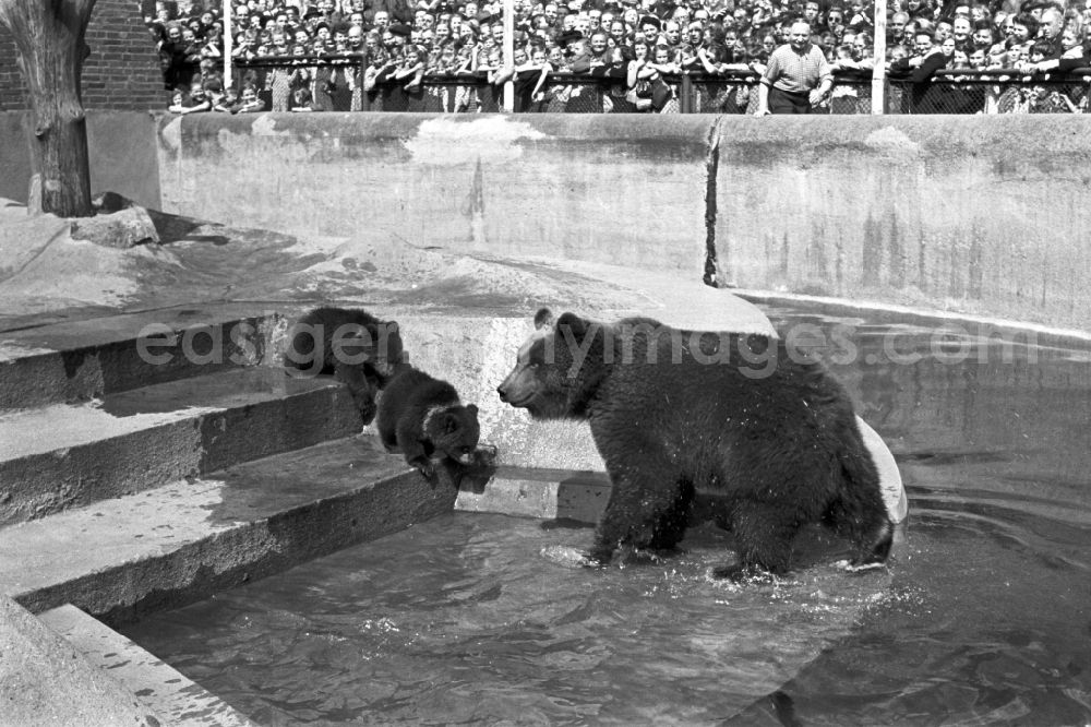 GDR image archive: Berlin - Bear enclosure at Koellnische Park in Berlin East Berlin on the territory of the former GDR, German Democratic Republic