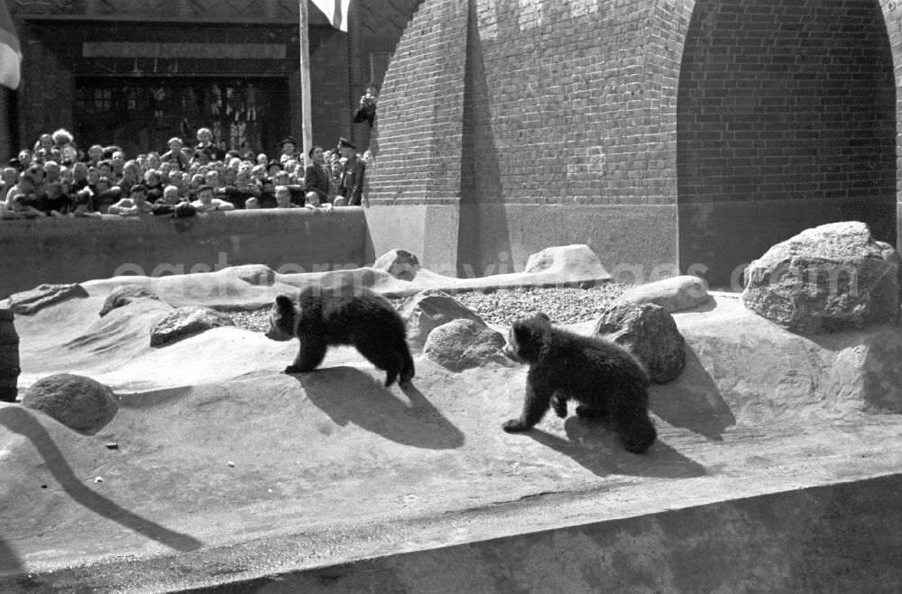 GDR photo archive: Berlin - Bear enclosure at Koellnische Park in Berlin East Berlin on the territory of the former GDR, German Democratic Republic