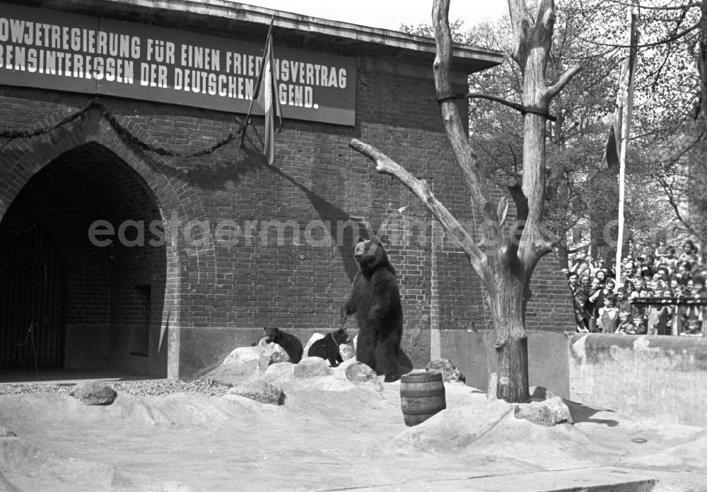 Berlin: Bear enclosure at Koellnische Park in Berlin East Berlin on the territory of the former GDR, German Democratic Republic