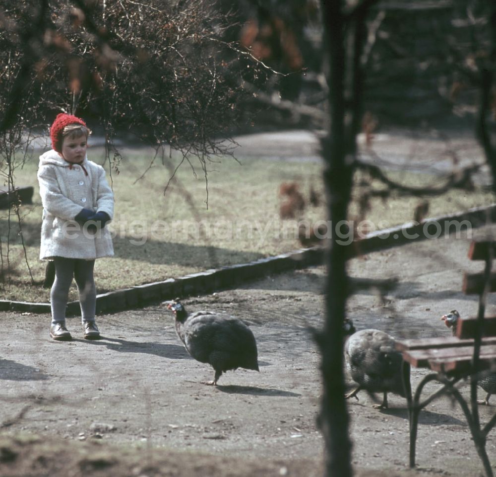 GDR photo archive: Leipzig - Mit respektvollem Abstand betrachtet ein kleines Mädchen in einem Park in Leipzig vorbeispazierende Perlhühner.