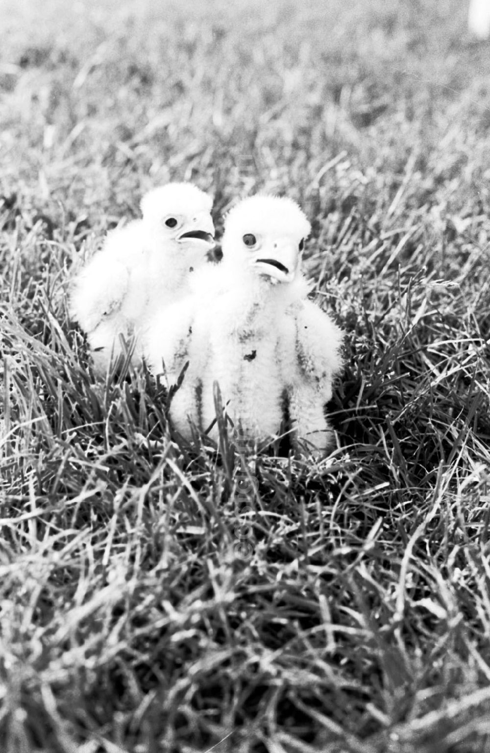 GDR image archive: Berlin-Mitte - Einsetzen von Jungfalken im Turm der Marienkirche durch Greifvogelschutz beim Magistrat von Berlin 21.