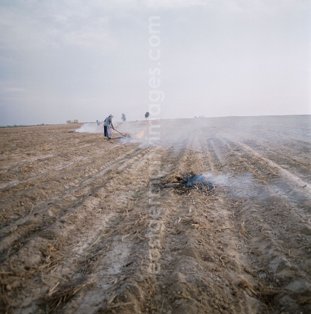 GDR image archive: Räckelwitz - Potato fire in the stubble field after harvest in a field in Raeckelwitz, Saxony on the territory of the former GDR, German Democratic Republic