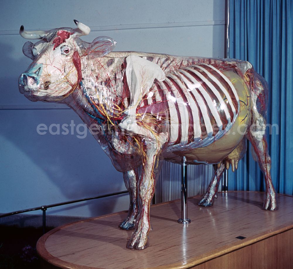 GDR photo archive: Dresden - Glass Cow in the Hygiene Museum in Dresden, Saxony in the territory of the former GDR, German Democratic Republic