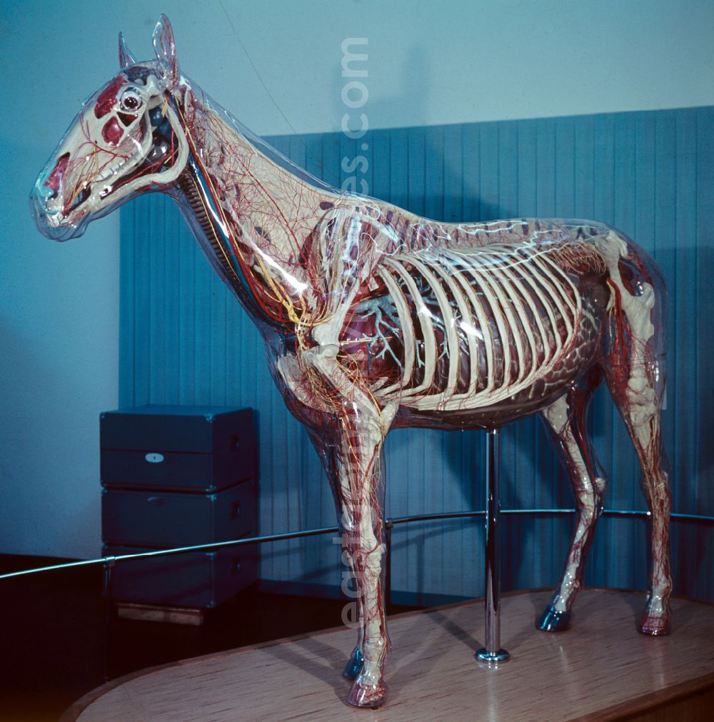 GDR picture archive: Dresden - Glass horse in the Hygiene Museum in Dresden, Saxony in the territory of the former GDR, German Democratic Republic