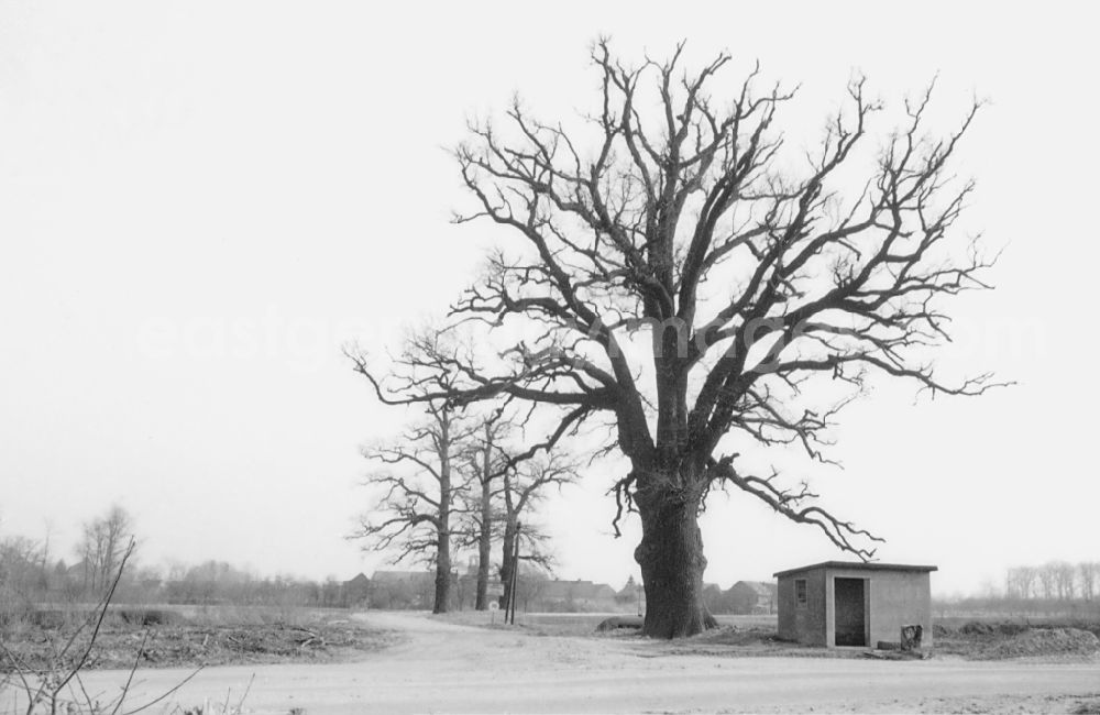 GDR image archive: Groß Lübbenau - Bus stop under an old tree in Gross Luebbenau, Brandenburg in the area of the former GDR, German Democratic Republic