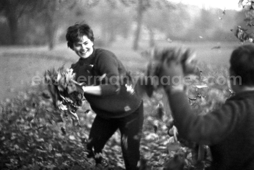 GDR picture archive: Leipzig - Eine Laubschlacht macht diesen Kindern und jungen Frauen den Herbst zum Vergnügen.