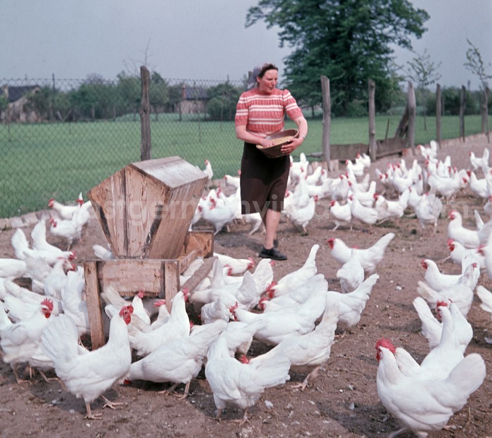 GDR photo archive: Bernau - Chicken farming in an agricultural production cooperative on the street Am Feldrand in Bernau, Brandenburg in the territory of the former GDR, German Democratic Republic