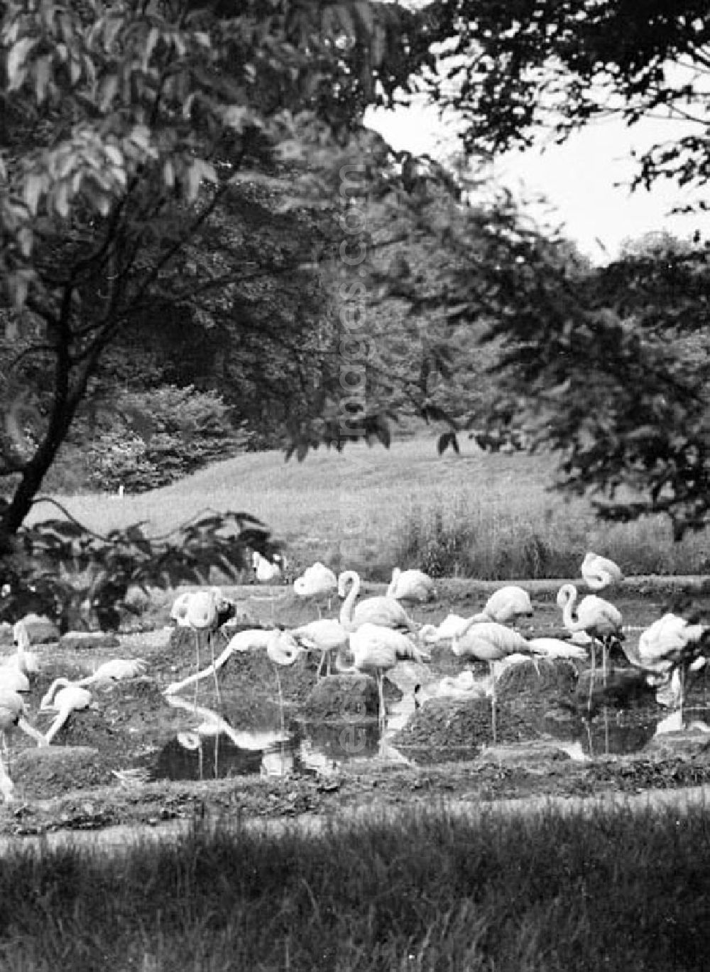 GDR picture archive: Berlin - Juni 1973 Tierpark in Berlin.