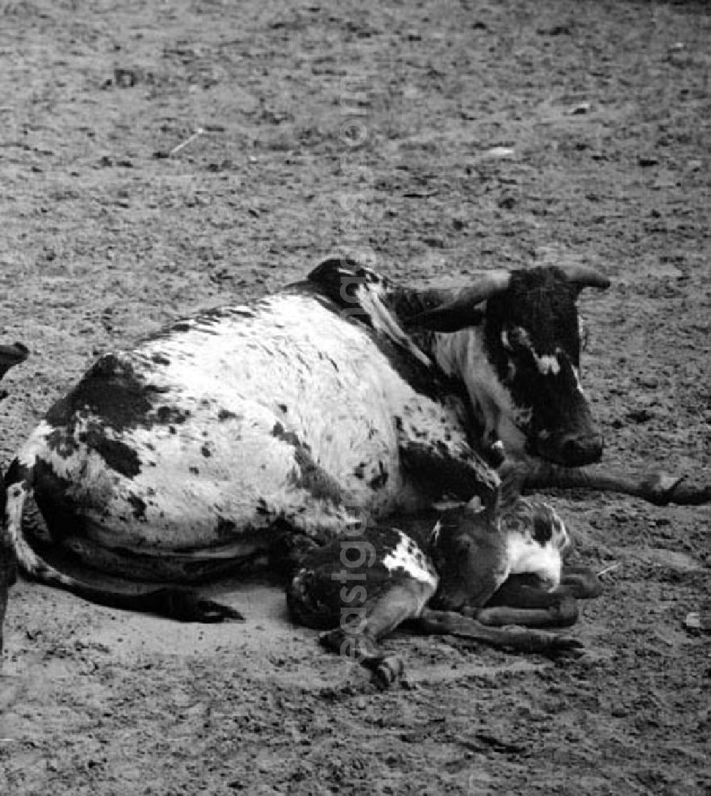 GDR image archive: Berlin - Juni 1973 Tierpark in Berlin.