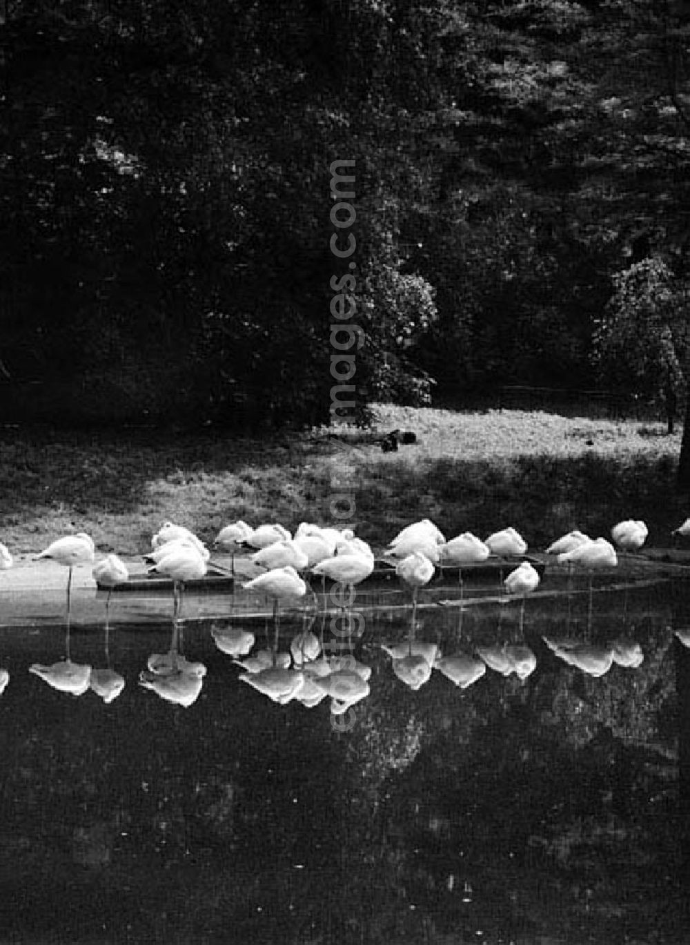 GDR photo archive: Berlin - Juni 1973 Tierpark in Berlin.