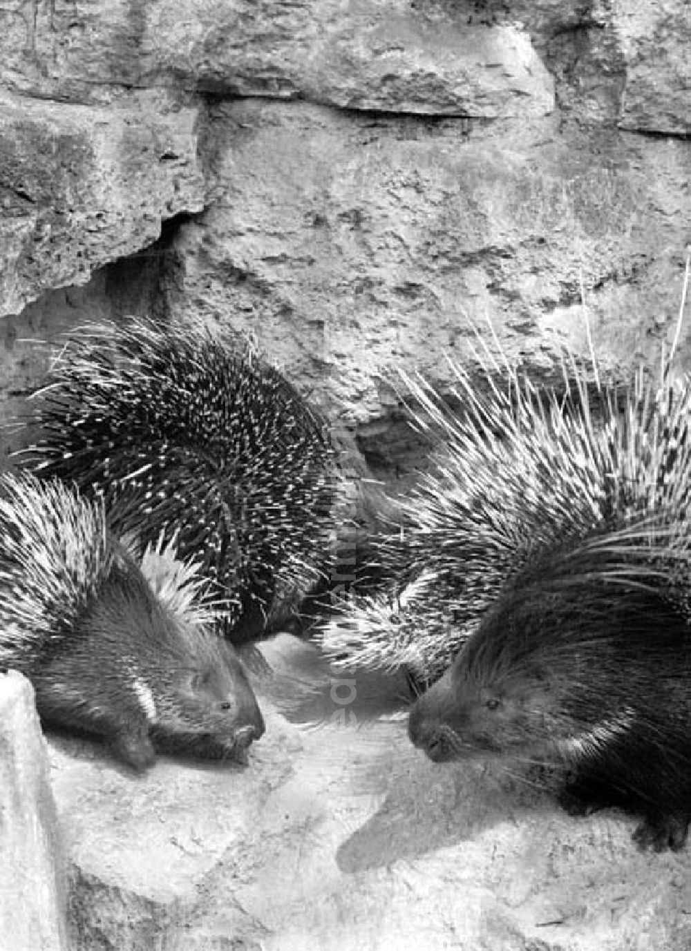 GDR picture archive: Berlin - Juni 1973 Tierpark in Berlin.