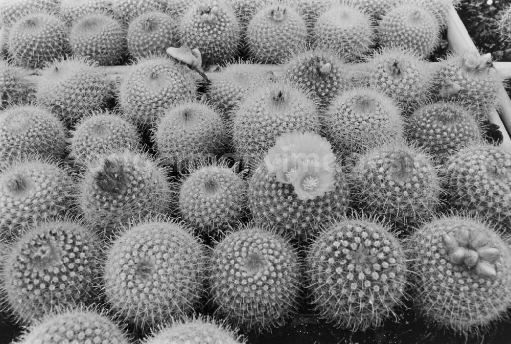 GDR image archive: Berlin - Cactus cultivation in the GPG Aufbau “Hermann Schlimme” in Biesdorf in Berlin East Berlin in the area of the former GDR, German Democratic Republic