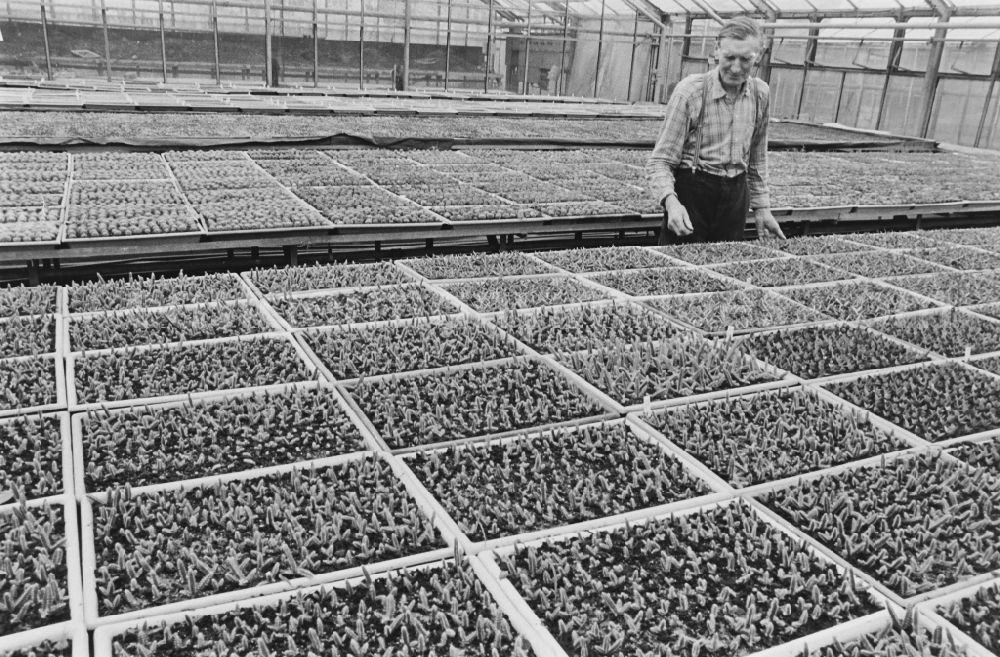 GDR photo archive: Berlin - Cactus cultivation in the GPG Aufbau “Hermann Schlimme” in Biesdorf in Berlin East Berlin in the area of the former GDR, German Democratic Republic