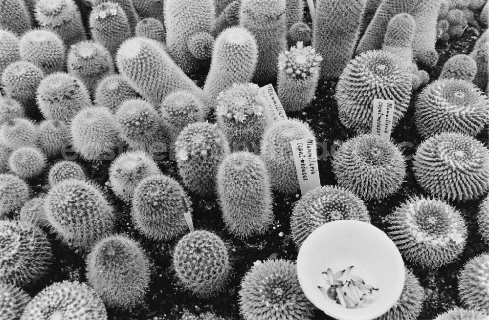 GDR picture archive: Berlin - Cactus cultivation in the GPG Aufbau “Hermann Schlimme” in Biesdorf in Berlin East Berlin in the area of the former GDR, German Democratic Republic