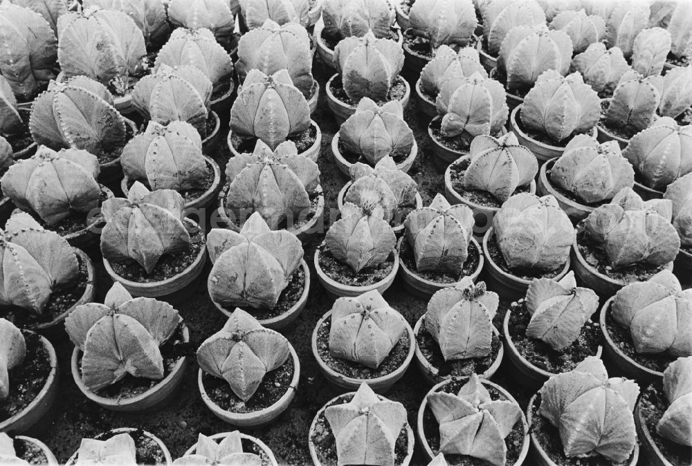 Berlin: Cactus cultivation in the GPG Aufbau “Hermann Schlimme” in Biesdorf in Berlin East Berlin in the area of the former GDR, German Democratic Republic