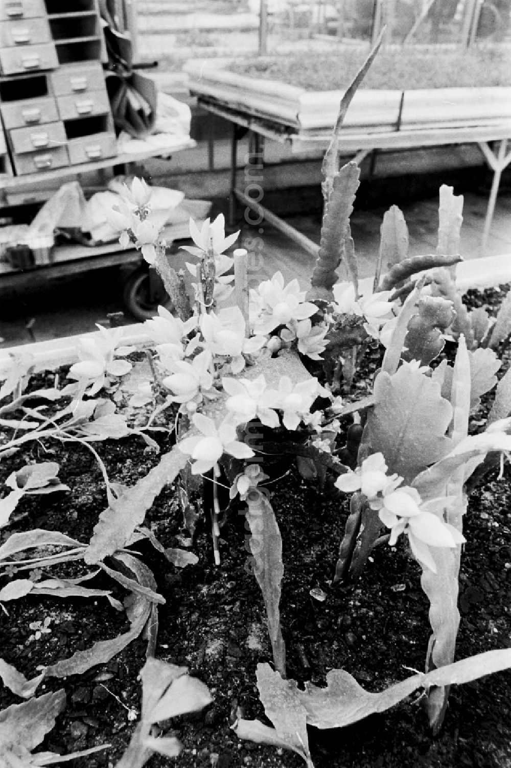 GDR image archive: Berlin - Cactus cultivation in the GPG Aufbau “Hermann Schlimme” in Biesdorf in Berlin East Berlin in the area of the former GDR, German Democratic Republic