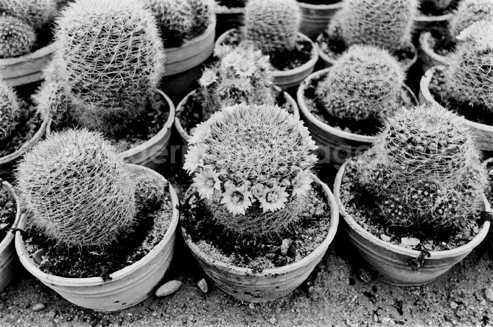 GDR photo archive: Berlin - Cactus cultivation in the GPG Aufbau “Hermann Schlimme” in Biesdorf in Berlin East Berlin in the area of the former GDR, German Democratic Republic