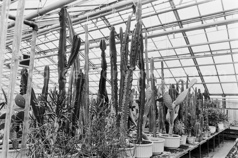 GDR picture archive: Berlin - Cactus cultivation in the GPG Aufbau “Hermann Schlimme” in Biesdorf in Berlin East Berlin in the area of the former GDR, German Democratic Republic