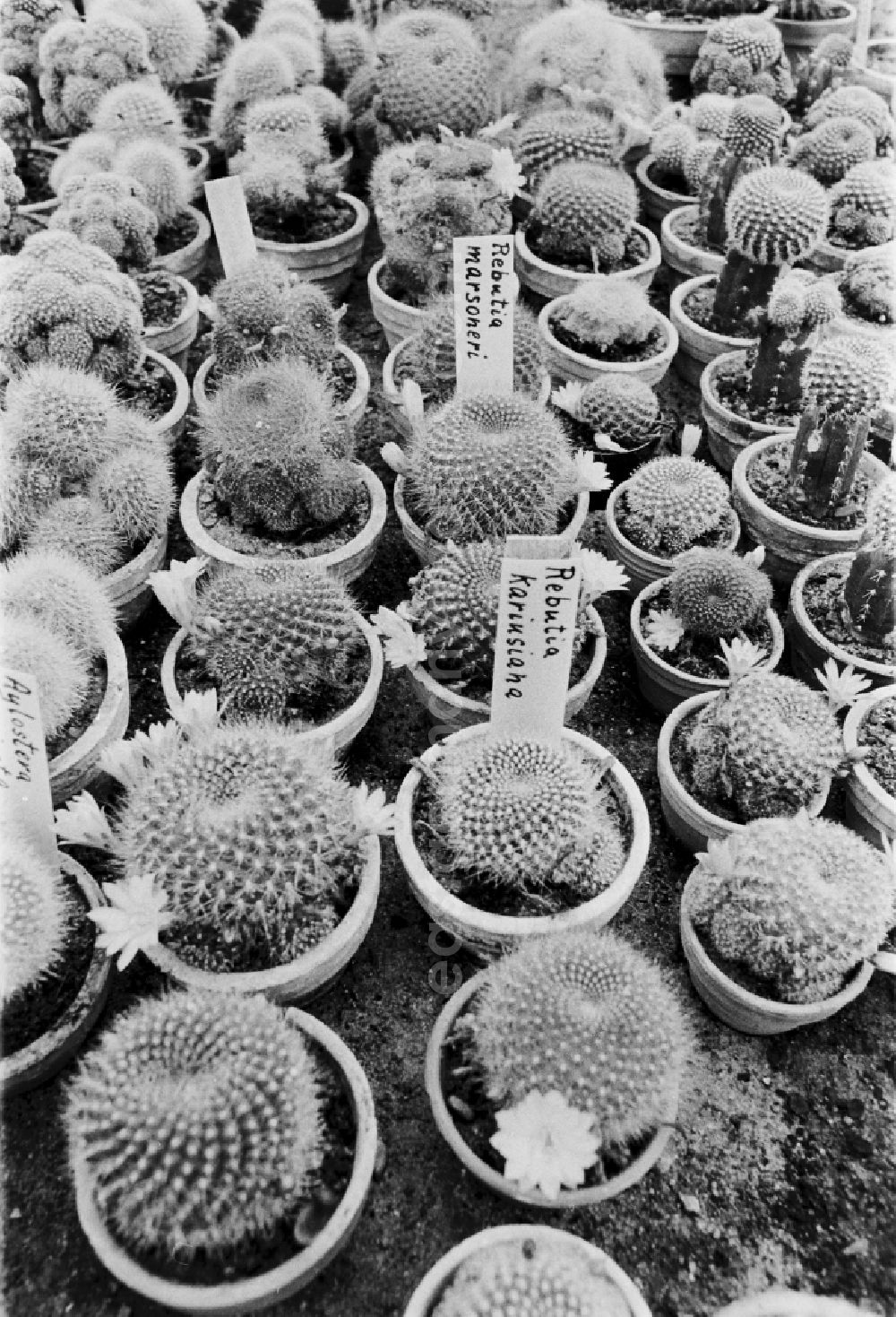 Berlin: Cactus cultivation in the GPG Aufbau “Hermann Schlimme” in Biesdorf in Berlin East Berlin in the area of the former GDR, German Democratic Republic