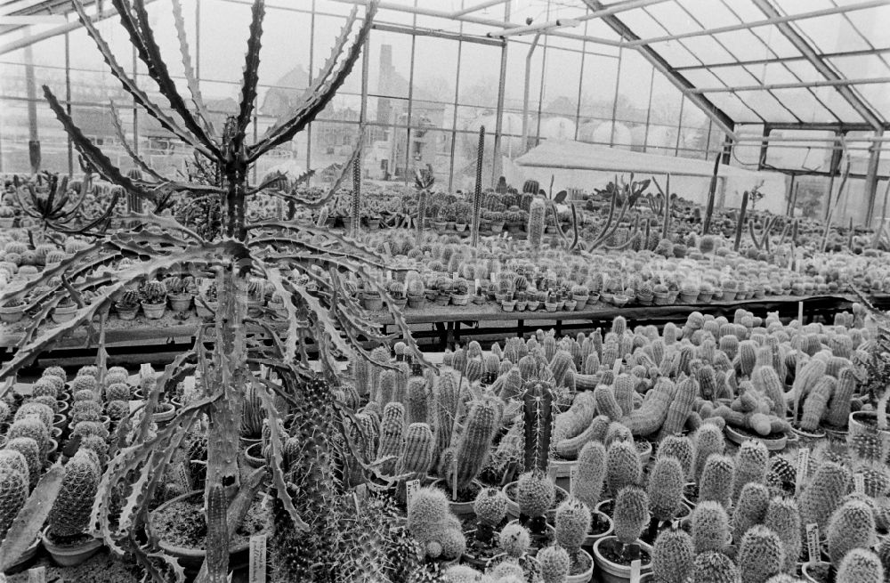 GDR image archive: Berlin - Cactus cultivation in the GPG Aufbau “Hermann Schlimme” in Biesdorf in Berlin East Berlin in the area of the former GDR, German Democratic Republic