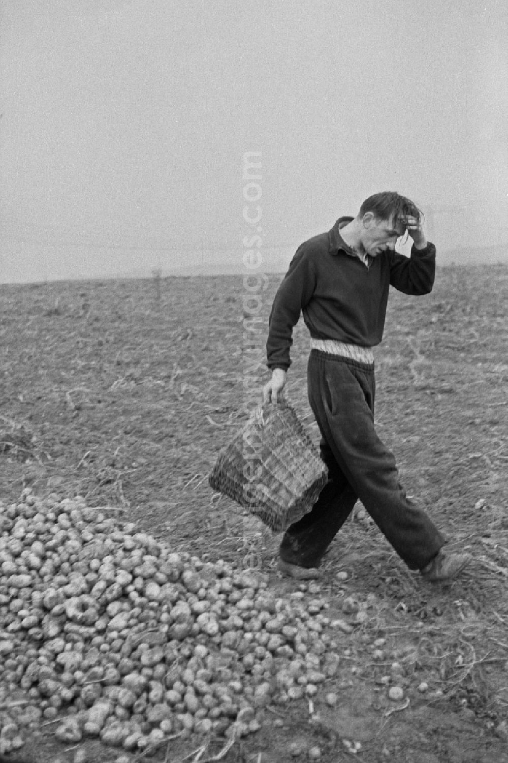 GDR picture archive: Werneuchen - Potato harvesting in a field by 9th grade students in Werneuchen, Brandenburg in the territory of the former GDR, German Democratic Republic