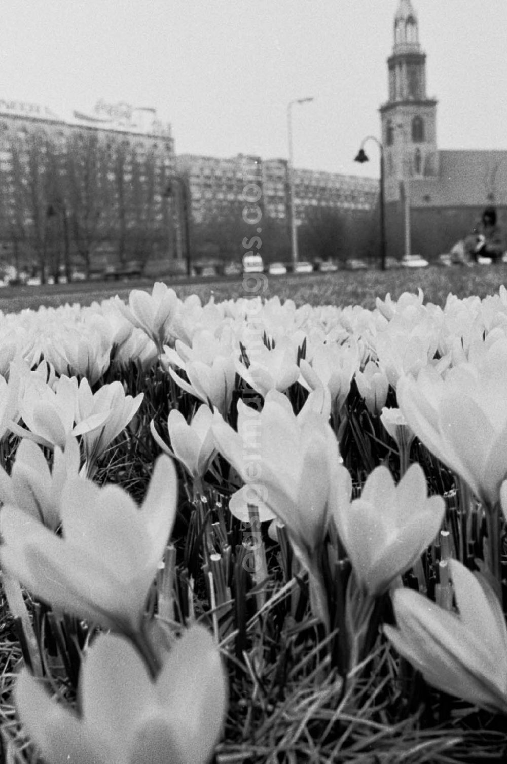 GDR picture archive: Berlin / Mitte - krokusse in der Rathausstraße Bln.- Mitte ND/Lange