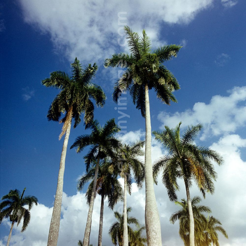GDR picture archive: Gibara - Palmen in der Nähe von Gibara in Kuba.
