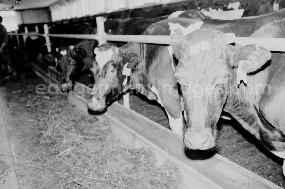 GDR picture archive: Demmin - Landwirtschaftsreportagen im Kreis Demmin 5.8. 92 Lange Umschlag 109