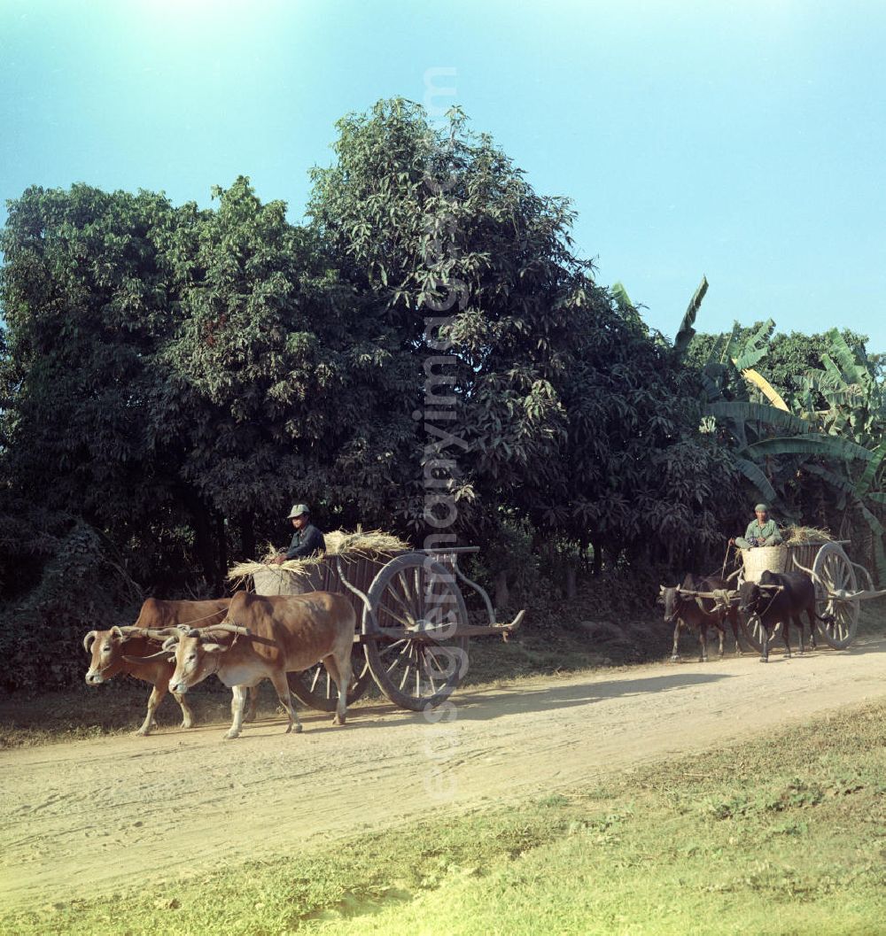 GDR picture archive: Vientiane - Büffelkarren auf einer Straße in der Demokratischen Volksrepublik Laos.