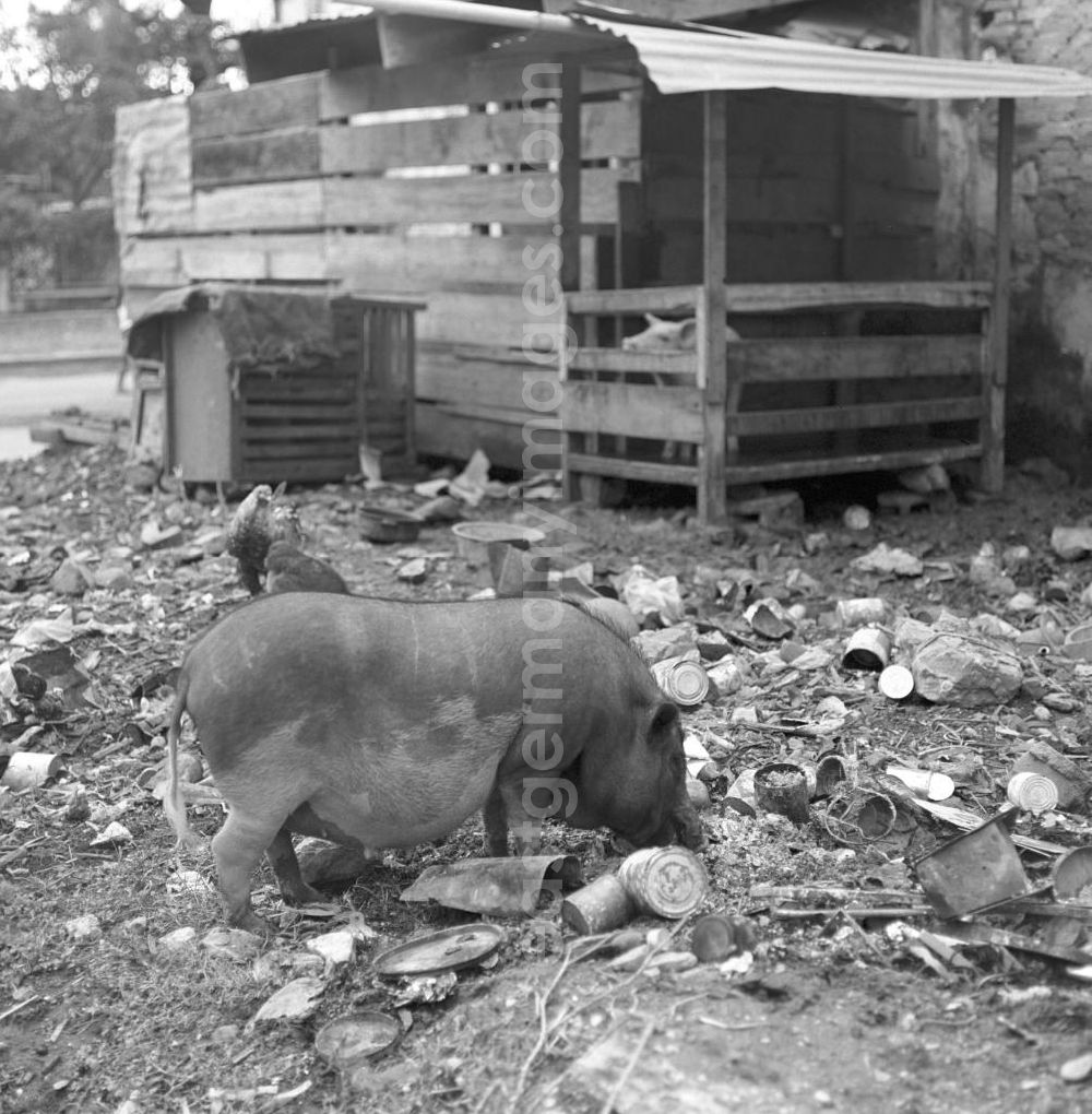 GDR image archive: Vientiane - Ein Schwein wühlt im Dreck am Rande einer Straße in Vientiane, der Hauptstadt der Demokratischen Volksrepublik Laos.