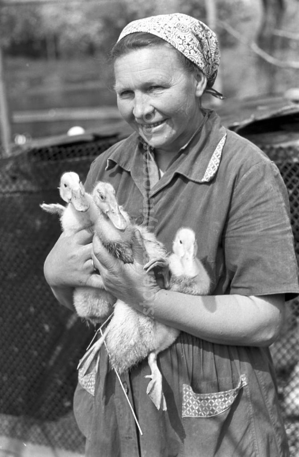 GDR picture archive: Leipzig - Eine Bäuerin mit Küken auf dem Arm, aufgenommen in einem Dorf in der Nähe von Leipzig.